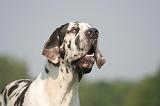 DOGUE ALLEMAND 545